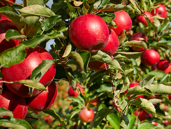 Aera® - Apple Orchard Home Fragrance